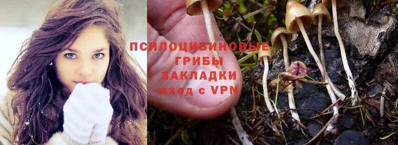 Псилоцибиновые грибы Psilocybe  купить  сайты  Заволжье 